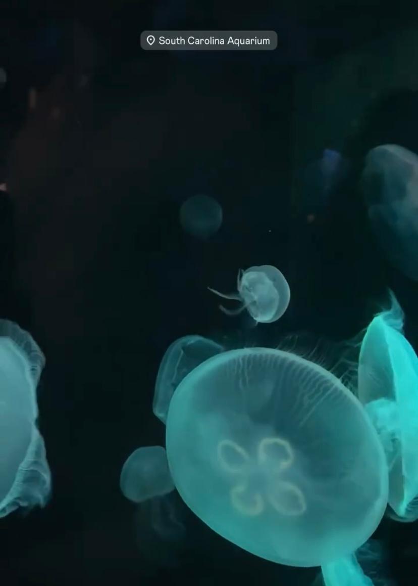 SC Aquarium